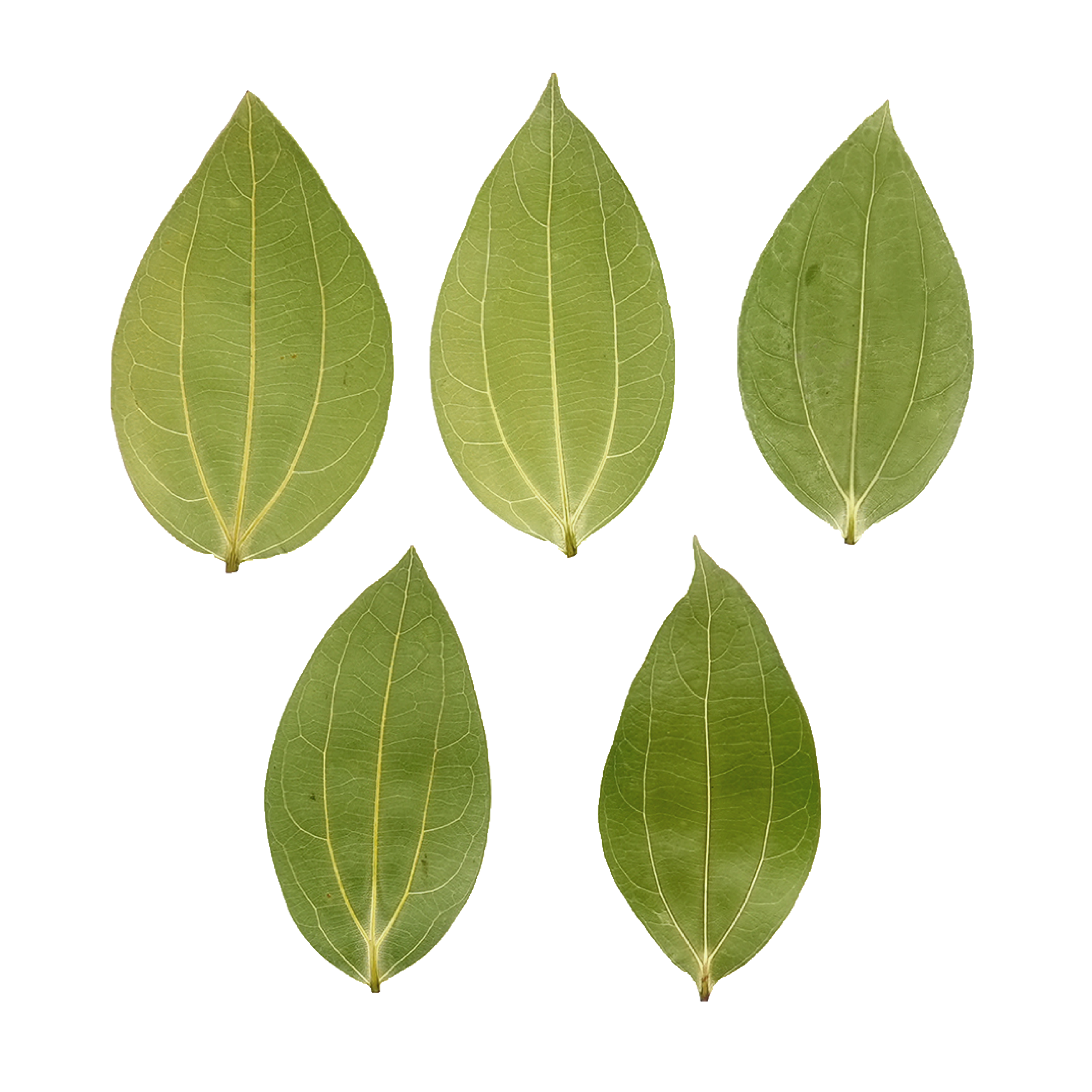laser engraved cinnamon leaf blank rustic christmas ornament diy craft supplies for laser cutter and engravers.