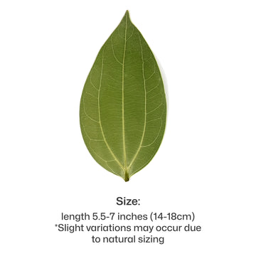 Cinnamon Leaf for Engraving (10pcs)